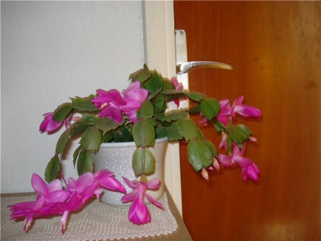 moji kaktusi
